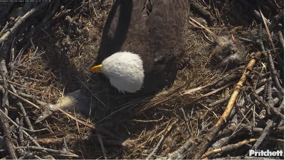 Southwest Florida Eagle Cam hatch watch continues for second egg